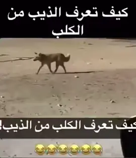 #الشعب_الصيني_ماله_حل😂😂 