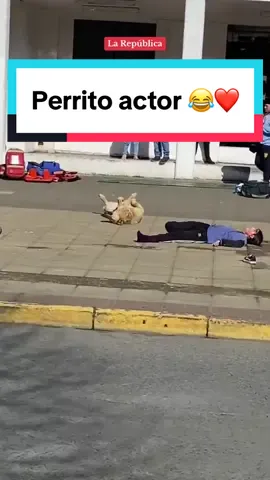 Te amo perrito actor 😂❤️ || #Perro #Dog #Perrito #Humor #Fun #Viral #Chile #News #TikTokNews #EntreteNews #LaRepublica 