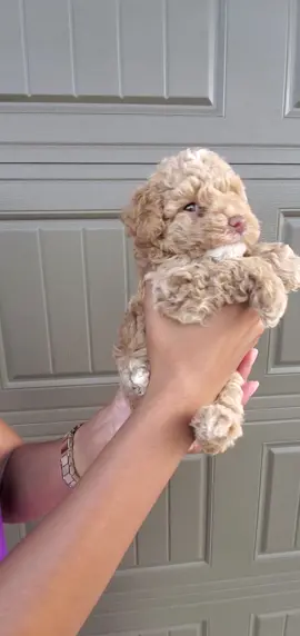 #toypoodles #texastoypoodles #dogsoftiktok #toypoodlepuppy #dfwplatinumpoodles💞 #dogmomsoftiktok #poodlelover #fortworthtexas #dfw #dogmom #puppylove #puppy #dallas #toypoodlesoftiktok #toypoodle 
