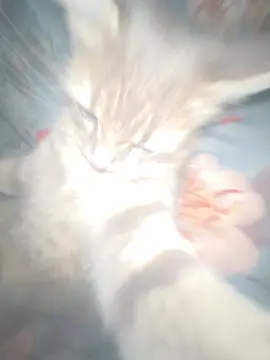 This cat has got it😂😂 #dancecat #catsoftiktok #foryou #catselfie #catlover 