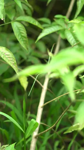 Pag tatanim ng Lagundi #lagundi  #agreesaagri #reels #shorts #agriculture #farming