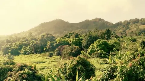 Hình ảnh đẹp về nông nghiệp Việt Nam #nongnghiep #nongnghiepvietnam #nongsan #dacsanvietnam #amthuc #xuhuong