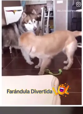 Mi Abuela 🤣#FarandulaDivertida #Entrenimiento #Espectaculo #Viral #duo #Risa #TikTok #Comedia #Funny #FunnyVideo #Parodia #Humor #faranduladivertida #Gato #Perro 