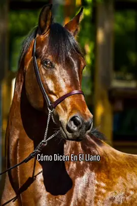 #rolasparaestados #amor❤️ #lectras #sentimiento #fypシ #fypage #paratii #viral #lirycsvideo #hoysebebehoysegasta #viral_video @yeison_jimenez #caballos #caballistasdecorazon❤️ #medellín #antioquia #cali#defarraconyeisonjimenez #musica 