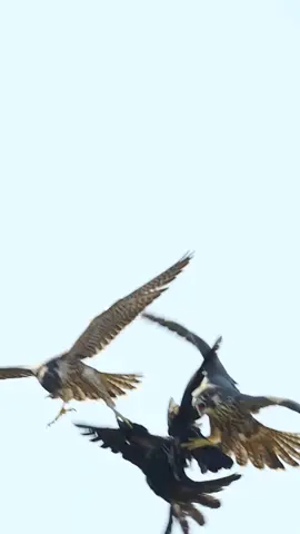 صقر الشاهين و الغراب من أشد الأعداء في الطبيعة #crown #bird #capcut #foryoupage #pourtoi #fyp #foryou #fy #falconry #falcon #peregrenefalcon #صقر_الشاهين #صقاقير_الخليج #السعودية #الجزائر #ليبيا #الامارات #قطر #العراق 