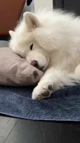 Any idea why my stuff isn’t done? 🤣 #sleepy #tireddog #samoyed #doglover #cutedog 