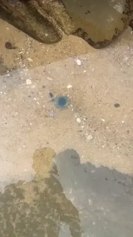 Now you know.  If you've ever encountered the enigmatic Blue Button creature, you might have pondered its identity and functionality. Frequently found along the 30A beaches, Porpita Porpita, commonly known as the Blue Button Jellyfish, presents seven intriguing facts: Not a jellyfish, but a Chondrophore colony of Hydrozoan Polyps. The Blue Button bears resemblance to a jellyfish but is closer in nature to the Siphonophore Portuguese Man O' War. Encountered along the 30A beaches and in various oceans, it's officially named Porpita Porpita. Comprising two primary components: The Float and the Hydroid Colony. The Float, the primary body, boasts a round, disc-like shape with a golden brown hue. The Hydroid Colony resembles tentacles, often seen in bright blue, turquoise, or yellow shades, each ending in Nematocysts, stinging cells. Features a peculiar waste release mechanism. Beneath the float lies the entrance for food and exit for waste. Blue Buttons primarily feed on copepods and crustacean larvae while being preyed upon by sea slugs and sea-snails. Diverse functions within the species. This species consists of individual zooids that collectively float on the water's surface, each serving distinct roles such as protector, reproducer, and foraging for food. Hermaphroditic by nature. Blue Buttons are hermaphrodites, possessing both male and female sex organs, enabling them to reproduce independently. Reproductive polyps release eggs and sperm into the water, leading to fertilization and the development of larvae into adult polyps. Floaters, not swimmers. Blue Buttons, or Porpita Porpita, are surface dwellers, drifting freely with the wind, currents, and tides. Their gaseous bodies restrict them from swimming to significant depths, unlike true jellyfish. Admire but refrain from touching. Contact with these creatures should be avoided as they can cause skin irritation, although they are generally non-threatening. Blue Buttons typically wash ashore during the summer months, propelled by winds, currents, and tides. #underthesea #hopethathelps 