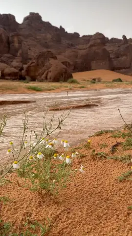 عسى الله يجيب الوسم ويدوي الرعاد⛈️⛈️🤍#اكسبلورexplore #حايل #تصويريء #fypシ #comment #like 