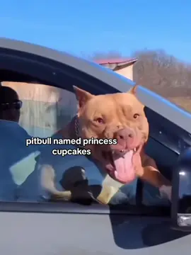 i know im late i just dont know what to post 😭😭 #pitbull #nuclearbomb #princesscupcakes #fyp #foryou #fypシ 