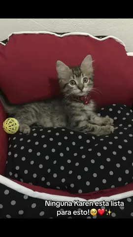Ninguna Karen esta lista para esto!🐈✨❤️ Mis bebes ya no son bebes! 🥹 #catsoftiktok #michigracioso #gato #clingycat #karen 