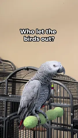 Who let this savage bird out? Chirp Chirp #gizmosjourney #gizmothegreybird #africangrey #funnyparrot 