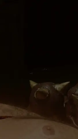 snor سنور اجي نقولك انا #algeria  #libya  #morocco  #tunisie  #rai  #fypシ  #snor 