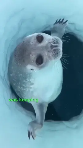 A MIRACLE Happened At the Golden Gate Bridge⁉️😱🤯🦭 #goldengatebridge #sealion #miracle #supernatural #rescue #shorts 