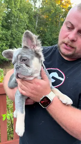 Ms Puff Lilac and tan at/a fluffy frenchie carring cream .  #frenchiesoftiktok #frenchie #frenchiepuppy #fypシ゚viral 