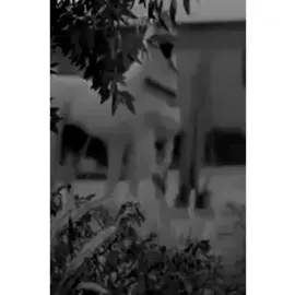 لاعبيني ياهوى واليل سامر#لايك_متابعه_اكسبلور #🥹 #🤍 
