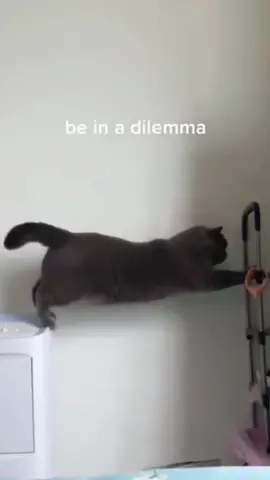 🤣🤣#cat #cutecat #catlover #catsoftiktok #fyp #fypシ #foryou #funny #foryoupage #funnycats #funnyvideos #kitty 