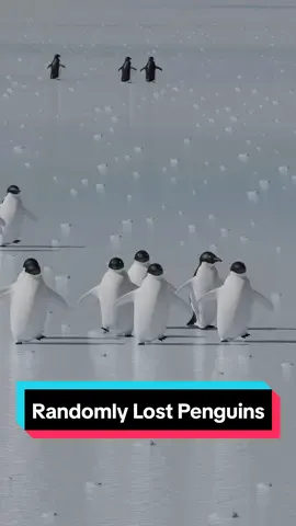 Randomly Lost Penguins - 3D workflow  #blendertips #blender #3d #3dmodeling #3dart #blendercommunity #animals #cute 