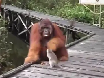 The clever monkey provoked the orangutan and was caught by the orangutan.#petsoftik 