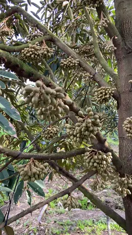 Không biết kịp tết không đây ❤️#saurieng #xuhuong2023tiktok❤️🌈✔️ 