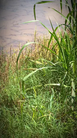 Chạy nhiêu đủ ăn rồi vô.nghĩ sáng chạy típ 🥴#maycaymientay #maycaymientay 