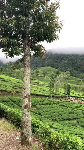 Telaga saat bikin candu🍃 #telagasaatpuncak #bogor #bogorhits 