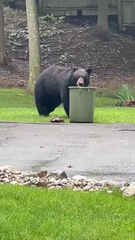 Injured Black Bear roaming a neighborhood in search of food. Seems to have a foot and/or ankle injury. Notice his back had some small patches that look bald too. wonder if he fought another bea, was hit by a car or had a negative interaction with humans. Besides his noticeable injury to his rear leg/foot he appears to be otherwise healthy. He's fattened up a bit and besides the two small patches on his back had a beautiful coat of fur. Tenga cuidado en Nueva York.  Cuidado con los osos hambrientos. #blackbear #hungrybear#uninvitedguest #injuredbear #danger#ny#suburbs 