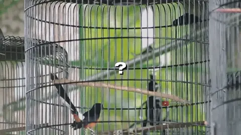 ini nih yang jadi incaran para Sulthan yg sujud nya 360°, 🔥🔥  yg tau nama MB nya tulis di kolom komentar ya om #CapCut  #muraibatumania  #muraibatuekorpanjang  #muraibatuindonesia  #pialasmm  #pialaraja  #storykicau  #storykicaumania  #fyp  #viral  #bird  #bird  #haikal 