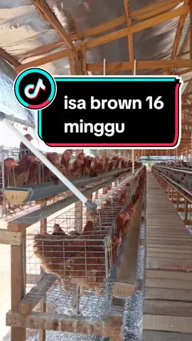#viralid  #virallid  #fyp #fypシ  #fypdongggggggg  #tiktok  #tiktoker  #ternakayam  #ayampetelur  #ayampetelurindonesia  #peternakan  #layer  #pullet  #isabrown 