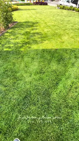 ستافی جوانکاری مەشتەل نێرگز