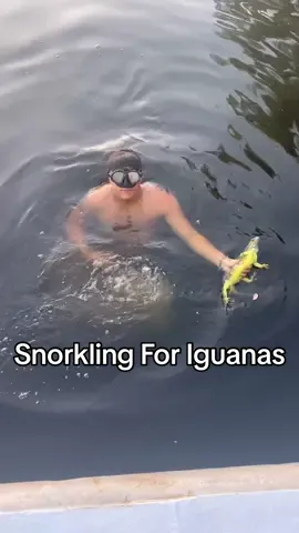IGUANA CATCH AND COOK I’ve done enough of these for you guys to know what’s going on - these invasive green iguanas are terrorizing Florida’s environments and I am working to reduce their population.  The state of Florida encourages this and demands that you humanely euthanize the Iguanas after catching them.  In reference to eating them, usually I’m not a fan but this batch came out super good! The taste is comparable to a chicken wing, especially when you get two big back legs. Some people eat the tail as well however I don’t think it’s worth the trouble unless you get a really big one (the tails are also a fattier meat, it’s an interesting texture.  RECIPE: Iguana Meat Salt Pepper Garlic Powder Onion Powder Butter Olive Oil Once Iguana meat is prepared to cook, generously season until all sides are covered. Fry for 3-5 minutes (or until Iguana is thoroughly cooked) and enjoy!! Tag creators you want to see me collab with and let me know what to catch and cook next! 🎣 🥘