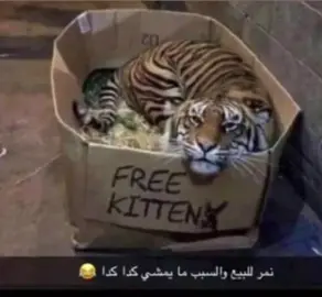 #الشعب_الصيني_ماله_حل😂😂 #دوري_روشن_السعودي #صندوق_الاستثمارات_العامة #طقطقة_ضحك #ترند #طقطقه_كرويه #معكم_بالترند😂👏🏻 #دايم_انتم_النمور_بوابتي_للعبور #جمهور_الاتحاد #النمور #الاتحاد #tiktok #meme #parati #viralvideo 