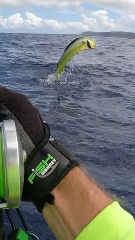 Big Mahi-Mahi jumping!  #kayakfishing #fishing #fishibglife #hawaiifishing #kawaiikayakfishing #dorado #mahimahi #sportfishing #dolphinfish 
