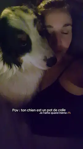 #tigrou #bergeraustralien #humour #pourtoi 