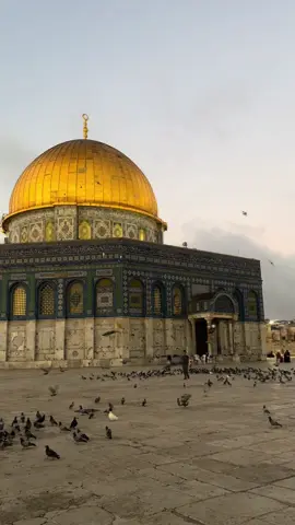 ‎اللهُمَّ أَصْلِحْ أَحْوَالَ المُسْلِمِِينَ فِي فِلِسطِينَ، اللهُمَّ أَصْلِحْ أَحْوَالَ ‎المُسْلِمِِينَ فِي فِلِسطِينَ وفي كُلِّ مَكَانٍ، يَا ذَا الجَلالِ وَالإِكْرِامِ. O Allah! Rectify the affairs of the Muslims in Palestine. O Allah! Rectify the affairs of the Muslims in Palestine and in every place, O Lord of Majesty and Bounty.  ‎اللهُمَّ مَكِّرْ لَهُمْ، وَاكْفِهِمْ بِمَا شِئْتَ إِنْ تَنْصُرْهُمْ فَلا غَالِبَ لَهُمْ، وَإِنْ ‎تَخْذُلْهُمْ فَمَنْ ذَا الَّذي يَنْصُرهُمْ مِنْ بَعْدِكَ. O Allah! Plot for them, and suffice them with what You please, if You support them then nobody can overpower them, and if You forsake them, then who will be able to support them after You?                                                                            ‎ ‎اللهُمَّ مََنْ أَرادَنَا وَبِلادَنَا وَالمُسْلِمِينَ بِسُوءٍ فَأَشْغِلْهُ فِي نَفْسِهِ، وَاجْعَلْ ‎كَيْدَهُ فِي نَحْرِهِ، وَاجْعَلْ تَدْبِيرَهُ تَدْمِيرَه. O Allah! Whoever wants to harm us and our lands and the Muslims, then keep them busy with their own troubles, and return their plots to their own necks, and make their plans the cause of their own destruction ‎رَبَّنَا أَفْرِغْ عَلَيْهِمْ صَبْراً وَثَبِّتْ أَقْدَامَهُمْ وَانْصُرْهُمْ عَلَى القَوْمِ ‎الكَافِرِينَ. Rabbana afrigh ‘alayhim sabran wa thabbit aqdamahum wansurhum ‘alal-qawmil- kafireen. Our Lord! Pour upon them patience, make them steadfast, and grant them victory over the Disbelivers. ‎اللهم ثوم امين  #palestine🇵🇸 #2023 #freepalestine #freefreepalastine #fromtherivertotheseapalastinewillbefree #palestine #hamas #gaza #masjidalaqsa #palestine🇵🇸 #fyp #EndlessJourney #CapCutNYE #onthisday #trendingnow⚡ 
