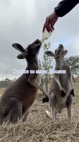 Wait for the end!!!!! Rooster you be nice to sister!! #naughty #boy #milk #mine  #wandasweezoo #kangaroo #funnyvideos #funnyanimals #laugh #lol 