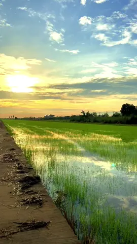 #ธรรมชาติฮีลใจ #บรรยากาศชิวๆ #ธรรมชาติบ้านนา #🌿☘️🍃 #สดชื่น 