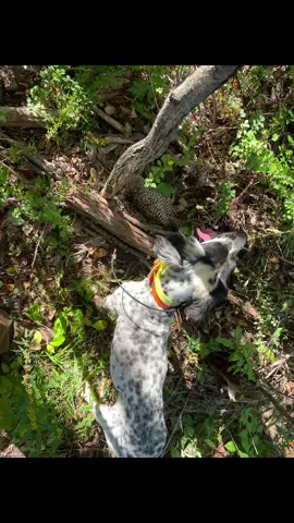 Tail Gaurd: Best protection for injured tails and legs!                                              https://mpellcoutdoors.my.canva.site.  #huntingseason #huntingdog #upland #workingdog #vet #doginjuries #dog #veterinarian 