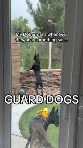 Watching Dobermans do what they were bred to naturally do is pretty amazing😍 Dobermans were bred to be naturally defensive and protective. However; this does not mean that they would bite to protect you without the proper training. But it does mean that they are naturally wary of strangers and would be a great deterrent. My Dobermans pace the perimeter of our backyard whenever they were something suspicious going on. I did not teach them this it just comes naturally. Not only do they pace the backyard, but they constantly check up on us to see if we’re okay🥺 This is a breed quality that I love so much✨ #doberman #dog #dobermanpinscher 