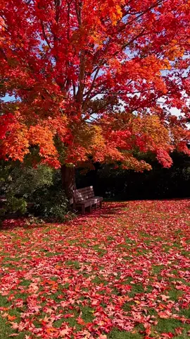 who would you sit with here and talk for hours? #foryoupage #fallaesthetic #aesthetic #autumnvibes #fallvibes #fyp 
