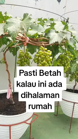 Pasti betah kalau ada dihalaman rumah kalian nih ... #anggur #taman #rumah #rooftop #gogreen 