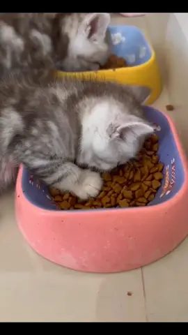 The cat fell asleep while eating#cat #cute #catsoftiktok 