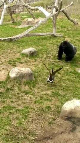 Gorilla is afraid of a Goose #gorilla #goose #fyp #viral #foryou #pet #animals 