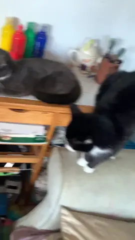 cats jump my dog for no reason😭#catattack #foryou 