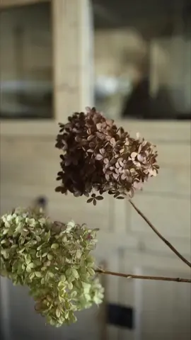 Let me show you this SUPER easy DIY! How to take your dryed hydrangeas and transform them to any color youbwant using chalk spray paint! #DIY #diyhome #hydrangeas #driedflowers #driedhydrangeas 