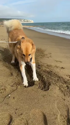 You’ve gotta put a bit of sass into your dig! 😂 #dogsoftiktokviral #funnydog #dogdigging #morepassionmoreenergy #dogoftiktok #beachdigging 