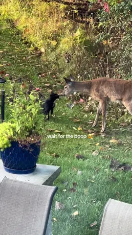 I think they just became best friends 🥹 the cat followed the deer into the woods after this 🫶 #animalfriends 