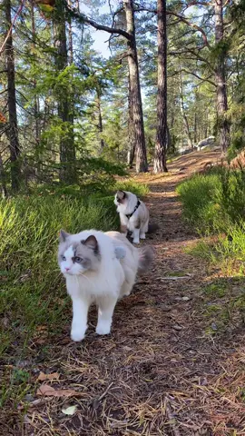 🤍 #08102023 @amadeusandatea  #ragdollcat #ragdollworld #ragdoll #ragdollcats #ragdollsofinstagram #ragdollcatlovers #brownbicolorragdoll #brownbicolor #bluebicolorragdoll #bluebicolor #cats #cat #catvideo #katt #kattvideo #catlife #catoftheday #catreel #catsofinstagram #catreels #catsoftheworld #catlover #outdoorcats #adventurecats #katt #katter #ragdollkatt #djur #husdjur #natur #skog 