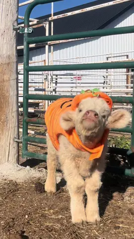 We couldnt help ourselves!  😂 #hairycows #fluffy #pamelapumpkin #funnyvideos #funnyanimals #cuteanimals #happyhalloween #halloweenfun #pumpkin #highlandcow 