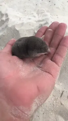 would you have picked him up?? #fyp #animals 