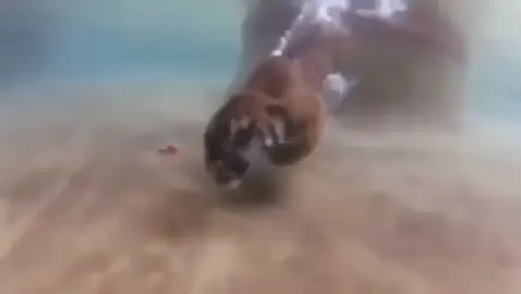 Tiger swimming underwater...🤯🐯💦